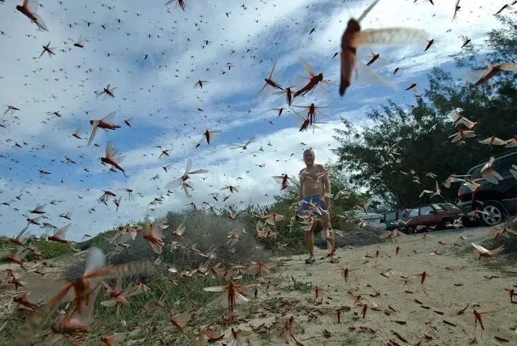 We Are Walking on Locust Carpets': Plague of Locusts Destroy Crops in Italy | The Epoch Times