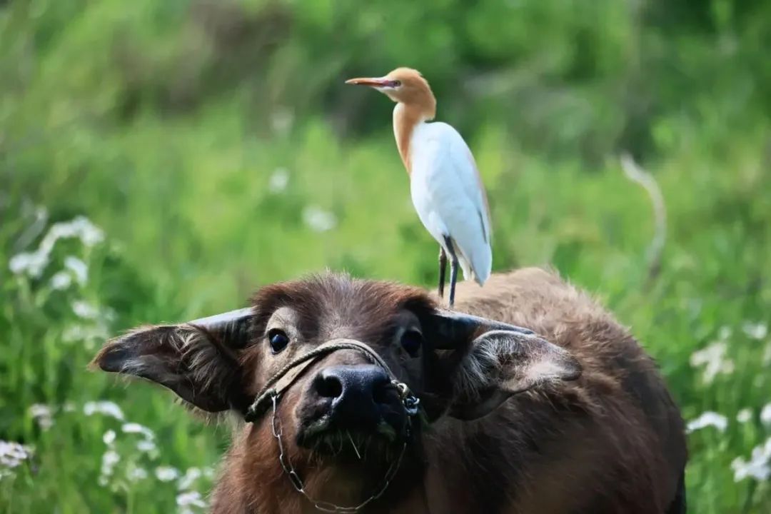 一棵青木:血肉苦弱,新物种机背鹭诞生!|2025-08-21-汉风1918-汉唐归来-惟有中华