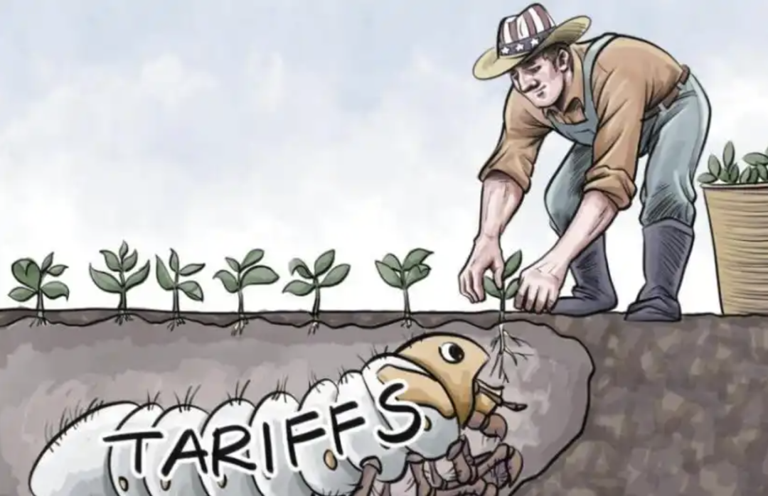 一颗青木:美国4月份种下的大豆,10月份要收获了|2025-08-22-汉风1918-汉唐归来-惟有中华