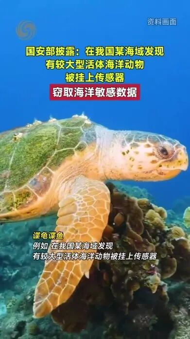 国安部披露：在我国某海域发现有较大型活体海洋动物被挂上传感器