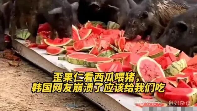 西瓜喂猪